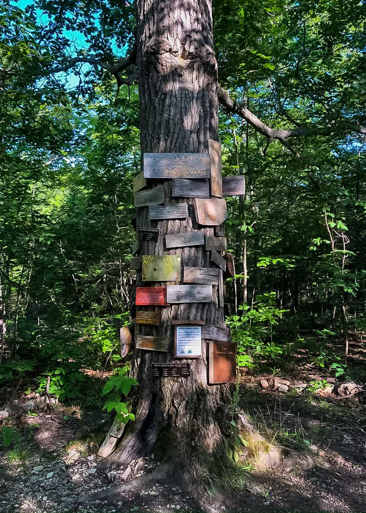 Manitoulin Island Camping - Girl Guide Tree