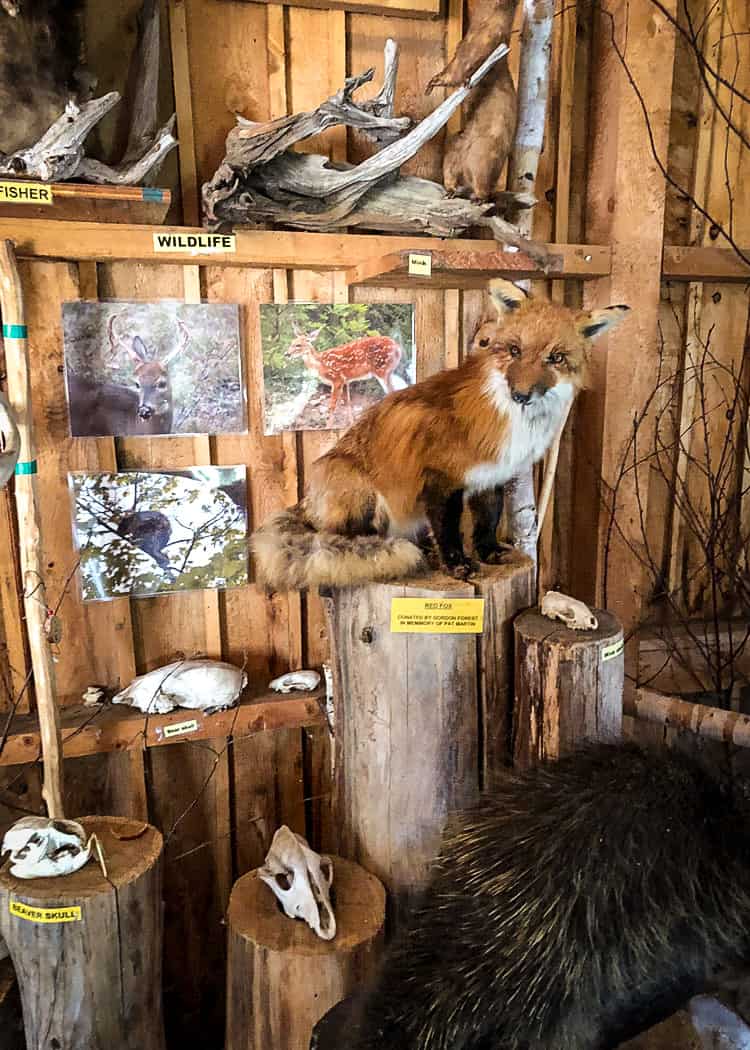 Manitoulin Island Camping - Interpretive Centre - animals